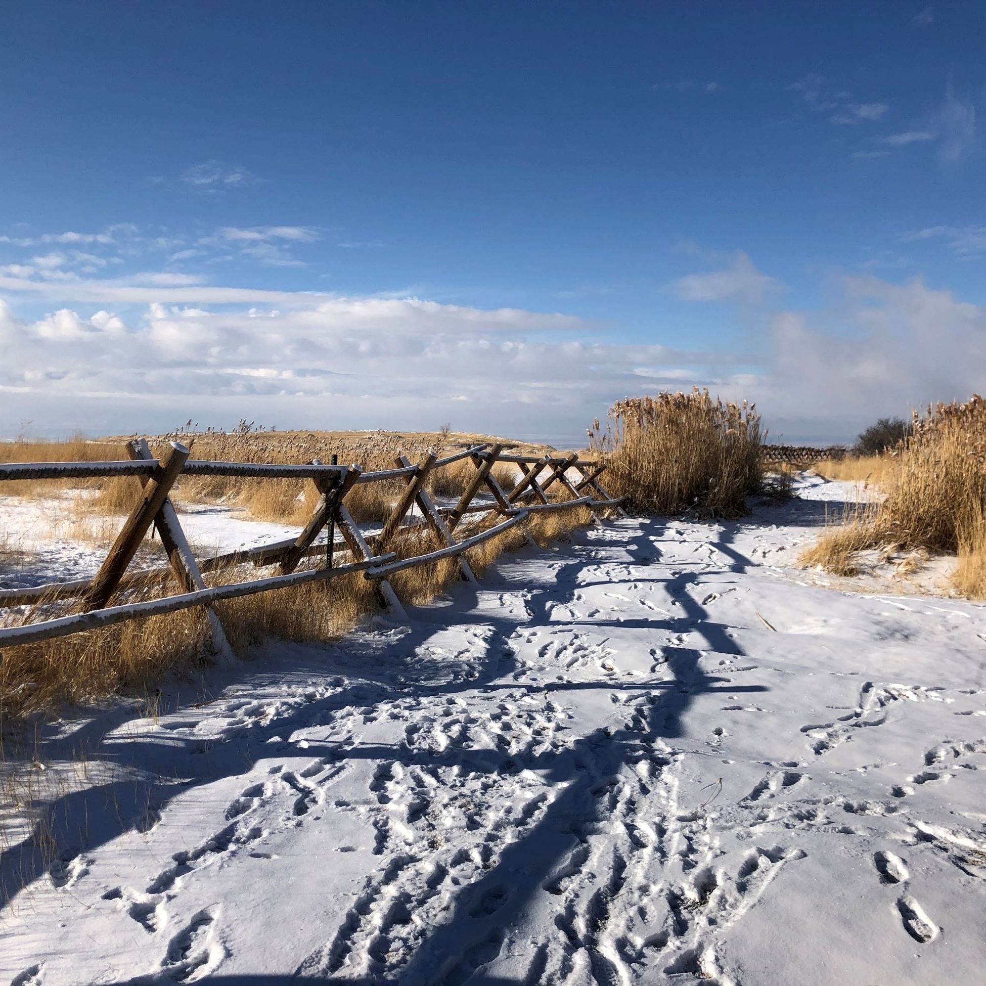 Tunnel Springs Winter Sunshine fence golden IMG_4202