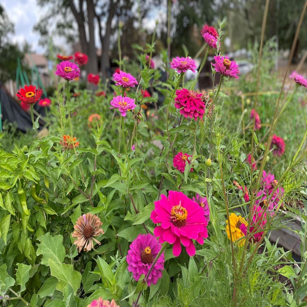 NSL Community Garden